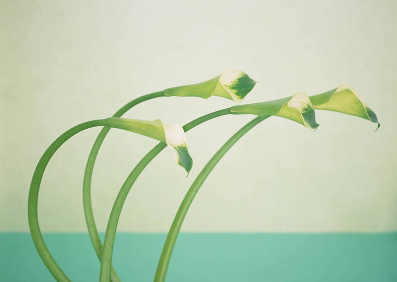 无人,横图,室内,特写,白天,正面,纯洁,马蹄莲,阴影,盛开,反射,影子,墙,花蕾,墙壁,墙面,花,花瓣,花朵,鲜花,虔诚,白色,花苞,花蕊,四支,希望,优雅,高贵,纯净,马蹄兰,博爱,永恒,尊贵,高洁,慈菇花,圣洁,水芋,水芋马,彩图