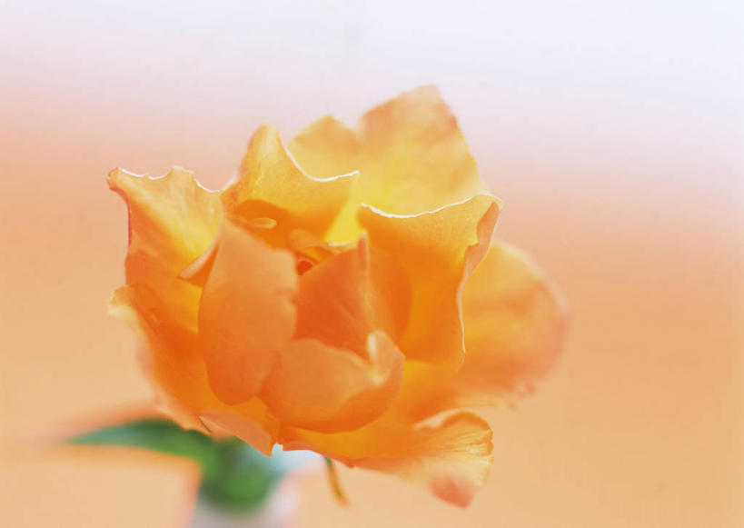 无人,横图,俯视,室内,特写,白天,爱情,幸福,纯洁,热情,玫瑰,阴影,朦胧,模糊,盛开,反射,影子,玫瑰花,浪漫,花蕾,花,花瓣,花朵,鲜花,一朵,花苞,花蕊,温暖,温馨,橙色,恩爱,摄影,影棚,和睦,感动,尊敬,天真,刺玫花,徘徊花,彩图,高角度拍摄,影棚拍摄,拍摄,香槟玫瑰,融洽