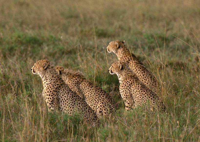 无人,坐,横图,室外,白天,侧面,旅游,度假,草地,草原,美景,植物,豹子,野生动物,非洲,肯尼亚,四只,朦胧,模糊,景观,旷野,注视,娱乐,草,绿色,自然,动物,观察,看,享受,休闲,景色,放松,观看,察看,国家公园,关注,自然风光,原野,金钱豹,印度豹,凶猛,阿非利加洲,文豹,肯尼亚共和国,马赛马拉国家公园,残暴,凶残,猎豹,花豹,豹,坐着,彩图,全身
