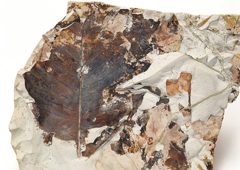 无人,横图,俯视,室内,特写,白天,白色背景,石头,桌子,玉兰花,静物,叶子,一块,阴影,遗迹,反射,纹路,化石,石子,纹理,影子,黄色,摄影,影棚,辛夷,木笔,肌理,木兰花,望春玉兰,辛夷花,遗体,古生物,叶,叶片,石块,岩石,玉兰,应春花,望春花,木兰,彩图,高角度拍摄,影棚拍摄,拍摄