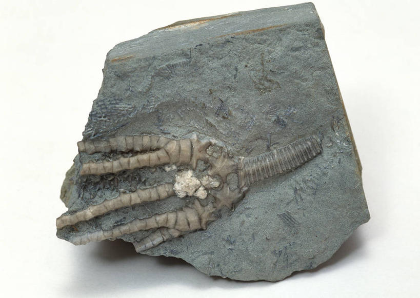 无人,横图,俯视,室内,特写,白天,白色背景,石头,桌子,静物,一块,阴影,遗迹,反射,纹路,化石,石子,纹理,影子,海洋生物,无脊椎动物,摄影,影棚,水生动物,水生物,棘皮动物,海底动物,肌理,海百合,遗体,古生物,石块,岩石,彩图,高角度拍摄,影棚拍摄,拍摄