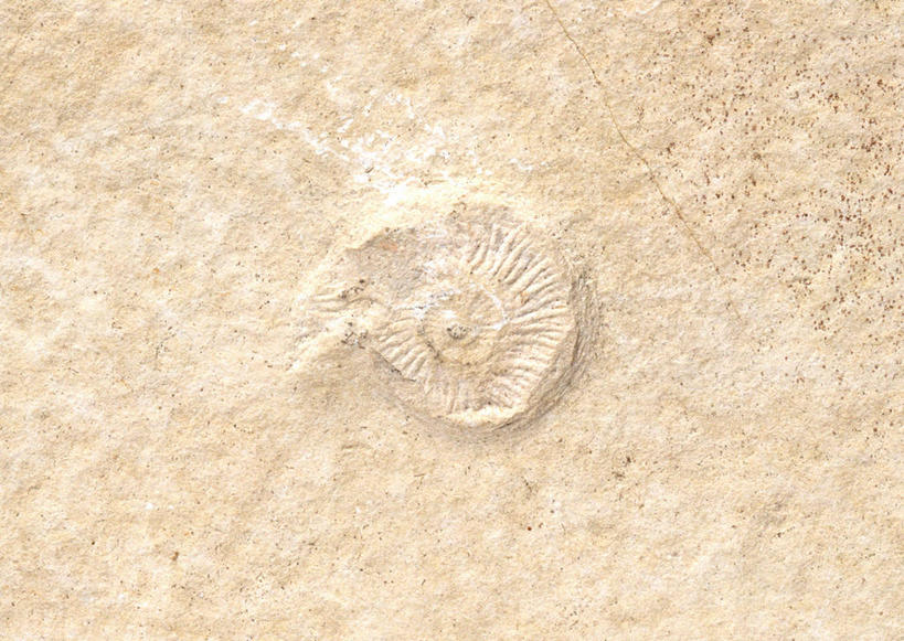 无人,横图,俯视,室内,特写,白天,石头,静物,贝壳,一块,阴影,遗迹,反射,纹路,化石,石子,纹理,影子,摄影,影棚,肌理,灭尽,灭绝,史前生物,遗体,菊石,古生物,贝类外壳,海螺壳,软体动物外壳,石块,岩石,彩图,高角度拍摄,影棚拍摄,拍摄