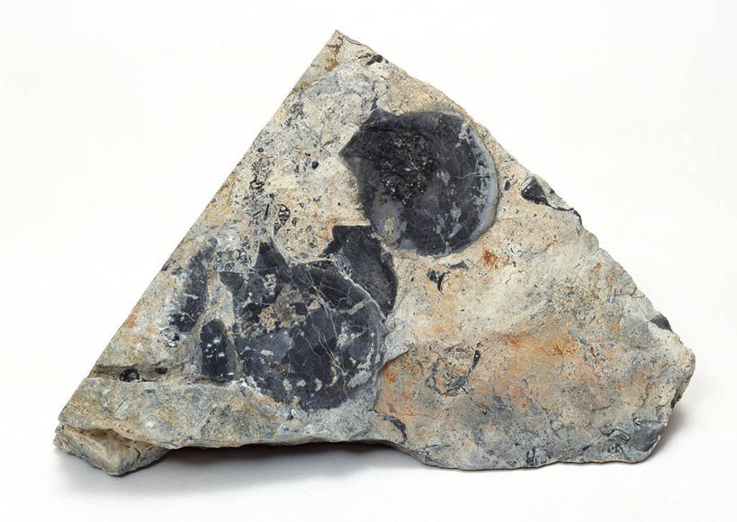 无人,横图,俯视,室内,特写,白天,白色背景,石头,桌子,静物,贝壳,一块,阴影,遗迹,反射,纹路,化石,石子,纹理,影子,摄影,影棚,肌理,遗体,古生物,贝类外壳,海螺壳,软体动物外壳,石块,岩石,彩图,高角度拍摄,影棚拍摄,拍摄,双壳贝类,双壳纲