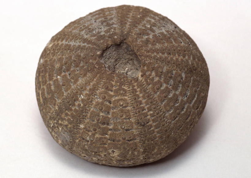 无人,横图,俯视,室内,特写,白天,白色背景,石头,桌子,海胆,静物,一块,阴影,遗迹,反射,纹路,化石,石子,纹理,影子,摄影,影棚,肌理,刺锅子,海刺猬,遗体,古生物,石块,岩石,彩图,高角度拍摄,影棚拍摄,拍摄