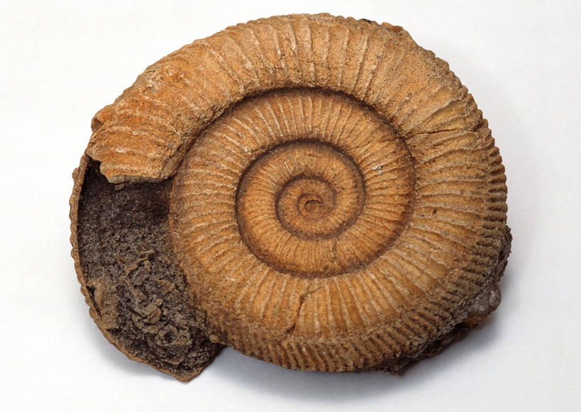 无人,横图,俯视,室内,特写,白天,白色背景,石头,桌子,静物,贝壳,一块,阴影,遗迹,反射,纹路,化石,石子,纹理,影子,摄影,影棚,肌理,灭尽,灭绝,史前生物,遗体,菊石,古生物,贝类外壳,海螺壳,软体动物外壳,石块,岩石,彩图,高角度拍摄,影棚拍摄,拍摄