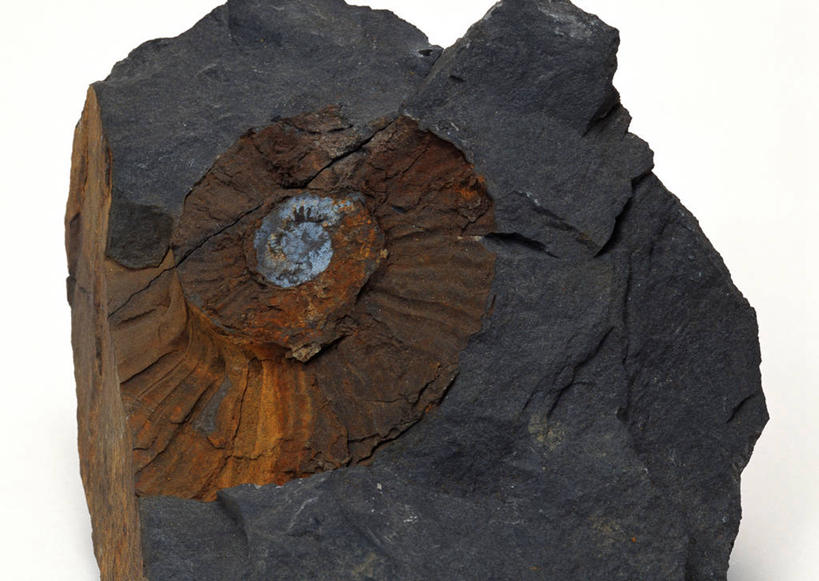 无人,横图,俯视,室内,特写,白天,白色背景,石头,桌子,静物,贝壳,一块,阴影,遗迹,反射,纹路,化石,石子,纹理,影子,摄影,影棚,肌理,灭尽,灭绝,史前生物,遗体,菊石,古生物,贝类外壳,海螺壳,软体动物外壳,石块,岩石,彩图,高角度拍摄,影棚拍摄,拍摄