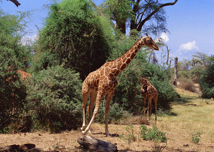 无人,站,横图,室外,白天,正面,旅游,度假,美景,森林,树林,植物,哺乳动物,长颈鹿,野生动物,非洲,肯尼亚,阴影,光线,影子,景观,云,云朵,云彩,注视,娱乐,树,树木,蓝色,绿色,白云,蓝天,天空,阳光,自然,动物,天,观察,看,站着,两只,享受,休闲,景色,放松,活泼,生长,晴朗,成长,观看,察看,关注,自然风光,阿非利加洲,肯尼亚共和国,索马里亚长颈鹿,网纹长颈鹿,晴空,站立,彩图,全身