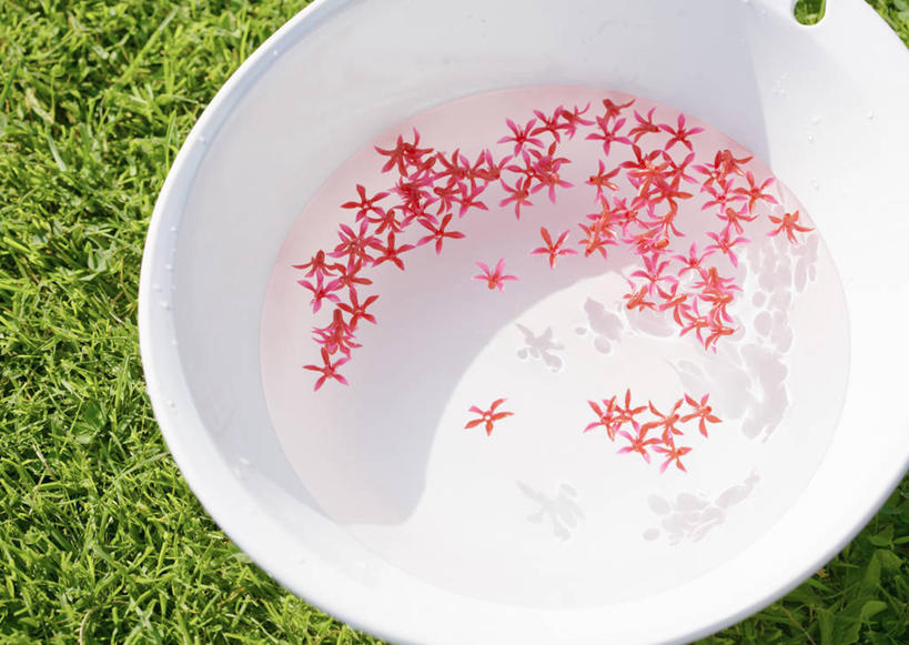 无人,横图,俯视,室外,特写,白天,草地,草坪,水,植物,阴影,盛开,光线,液体,影子,陶瓷,水滴,陶瓷制品,花蕾,干净,水盆,洗脚,草,花,花瓣,花朵,鲜花,红色,绿色,阳光,容器,花苞,花蕊,清洁,享受,健康,放松,保健,足浴,储藏,卫生,储存,清洗,彩图,高角度拍摄,贮存