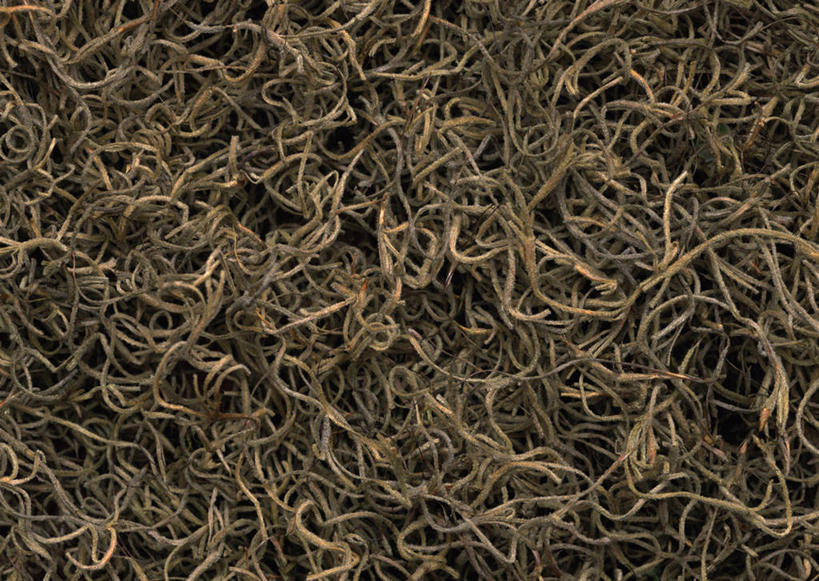 无人,横图,室内,特写,白天,正面,静物,一堆,许多,堆叠,堆积,枯萎,青苔,苔藓,很多,堆,死亡,枯败,彩图