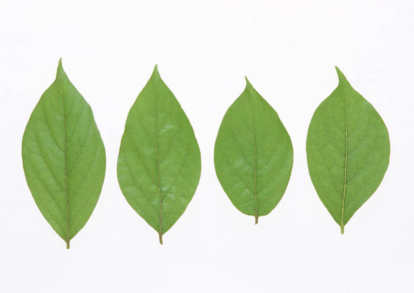 无人,横图,室内,特写,白天,白色背景,正面,植物,叶子,四片,一排,整齐,纹理,绿叶,排列,绿色,嫩叶,摄影,影棚,队列,肌理,叶,叶片,叶脉,彩图,影棚拍摄,拍摄