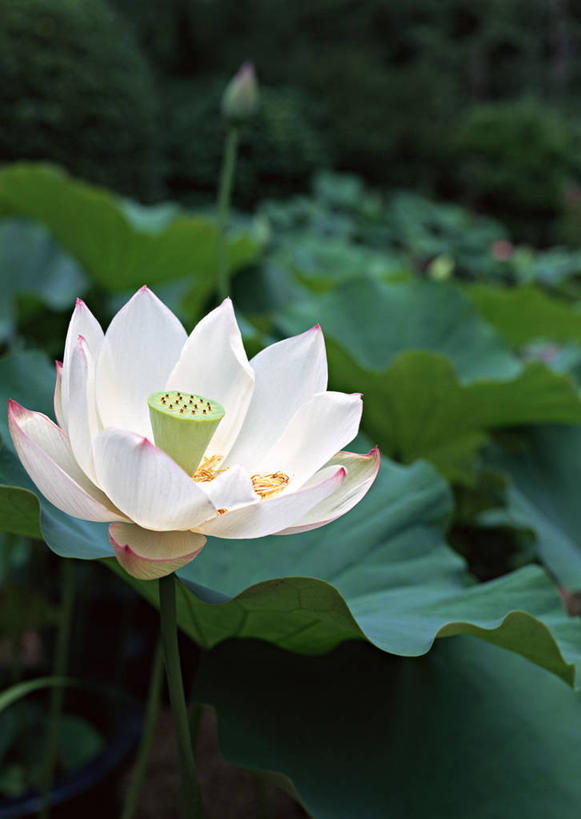 无人,竖图,室外,特写,白天,正面,美景,睡莲,叶子,盛开,纹路,纹理,景观,荷叶,花蕾,花,花瓣,花朵,鲜花,一朵,自然,花苞,花蕊,景色,自然风光,纯真,妖艳,肌理,莲叶,水芹花,抒情,洁净,水洋花,小莲花,子午莲,叶,叶片,彩图