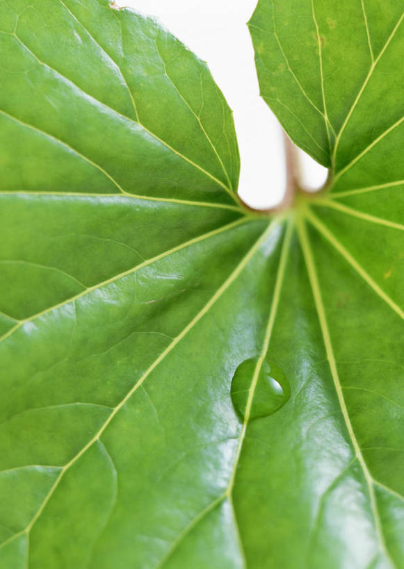 无人,竖图,室内,特写,白天,白色背景,正面,水,植物,露水,叶子,一片,新鲜,透明,纹理,液体,水滴,绿叶,水珠,绿色,露珠,嫩叶,摄影,影棚,青春,生机,生命,剔透,和平,安详,肌理,蜂斗菜,蛇头草,野饭瓜,南瓜三七,灵动,通明,冷色,叶,叶片,叶脉,彩图,影棚拍摄,拍摄,黑南瓜,水钟流头,野金瓜头,野南瓜,晶莹