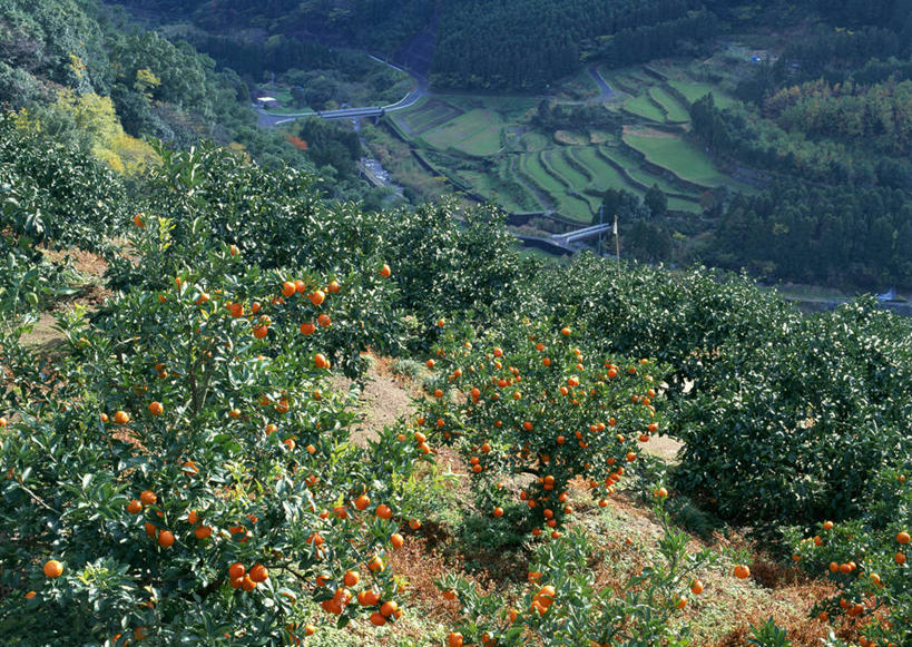 无人,果园,农田,横图,俯视,室外,白天,旅游,度假,庄稼,梯田,农作物,美景,森林,山,山脉,树林,田园,植物,水果,日本,亚洲,曲折,弯曲,新鲜,景观,山峰,生食,食品,果实,果树,山峦,娱乐,树,树木,食物,绿色,自然,群山,享受,休闲,景色,放松,蜿蜒,有机食品,绿色食品,生长,成长,甜橙,自然风光,东亚,田庄,日本国,九州本岛,九州,九州岛,九州地方,园子,橙子,橙,彩图,高角度拍摄,耕地,庄稼田,鹄壳,黄橙,黄果,金橙,金环,金球,糖橙