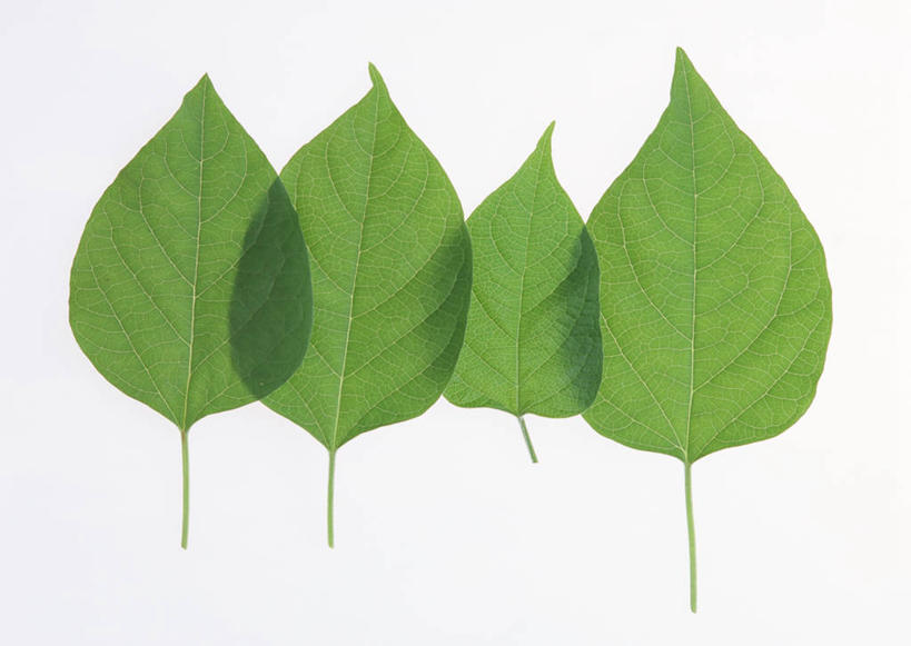 无人,横图,室内,特写,白天,白色背景,正面,植物,叶子,四片,一排,新鲜,整齐,纹理,绿叶,排列,绿色,嫩叶,摄影,影棚,青春,马鞭草,生命,队列,和平,安详,肌理,冷色,叶,叶片,叶脉,彩图,影棚拍摄,拍摄,八角梧桐,臭梧桐,海州常山