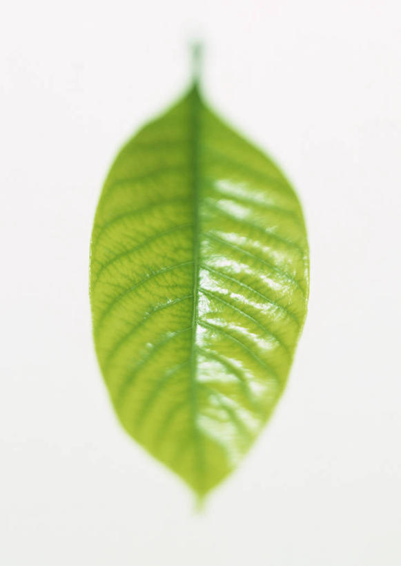 无人,竖图,室内,特写,白天,白色背景,正面,植物,叶子,一片,新鲜,纹理,绿叶,绿色,嫩叶,摄影,影棚,青春,生命,橡树,和平,安详,肌理,冷色,沼生橡树,叶,叶片,叶脉,彩图,影棚拍摄,拍摄