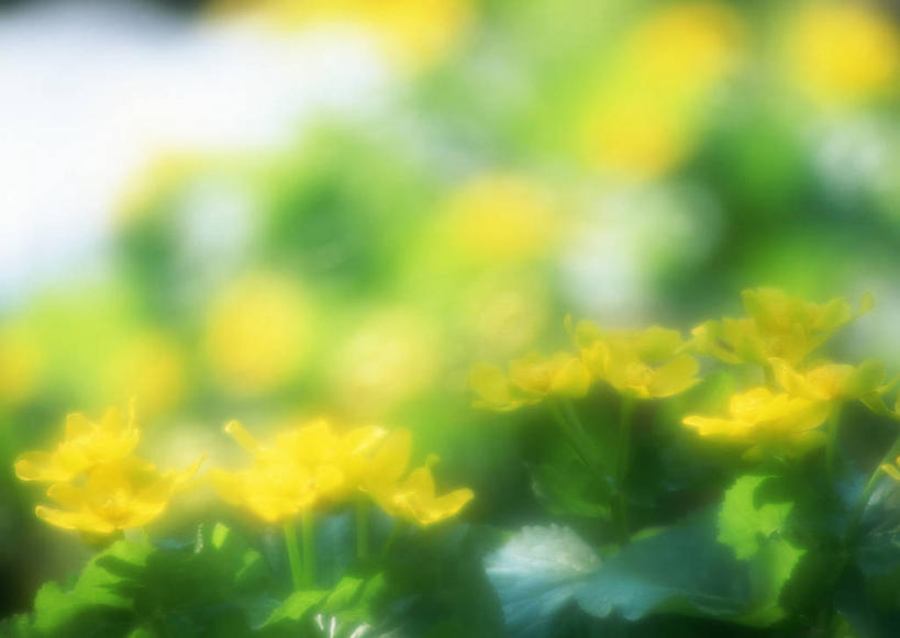 无人,横图,室外,特写,白天,正面,幸福,花海,花圃,美景,植物,叶子,许多,阴影,朦胧,模糊,盛开,光线,影子,景观,花蕾,花,花瓣,花朵,花卉,鲜花,黄色,绿色,阳光,自然,花丛,花束,花田,花苞,花蕊,景色,自然风光,立金花,驴蹄草,彩图