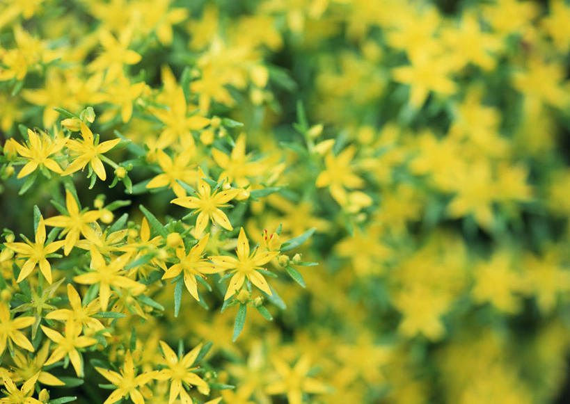 无人,横图,俯视,室外,特写,白天,旅游,度假,花海,花圃,美景,植物,叶子,东京,日本,亚洲,朦胧,模糊,盛开,透明,景观,辉煌,花蕾,娱乐,花,花瓣,花朵,花卉,鲜花,黄色,绿色,自然,花丛,花束,花田,花苞,花蕊,享受,休闲,健康,景色,放松,活泼,希望,暖色,自然风光,光辉,东亚,本州,关东地方,本州岛,日本国,东京都,光明,多摩,功名,轻快,多摩市,彩图,高角度拍摄