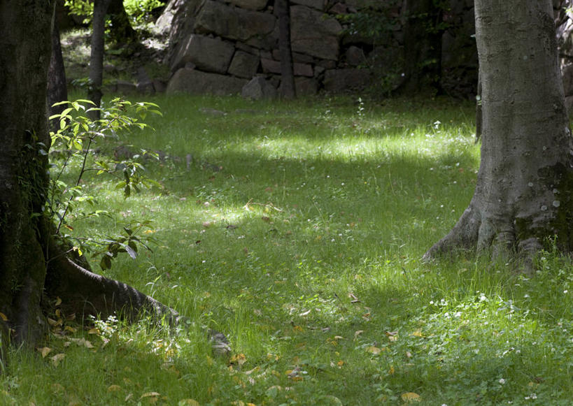 无人,横图,室外,白天,正面,旅游,度假,安全,草地,草坪,美景,植物,阴影,平静,光线,影子,景观,树桩,娱乐,草,树,树干,绿色,阳光,自然,享受,休闲,木桩,景色,放松,宁静,自然风光,和平,安详,太平,安适,安好,宁靖,彩图