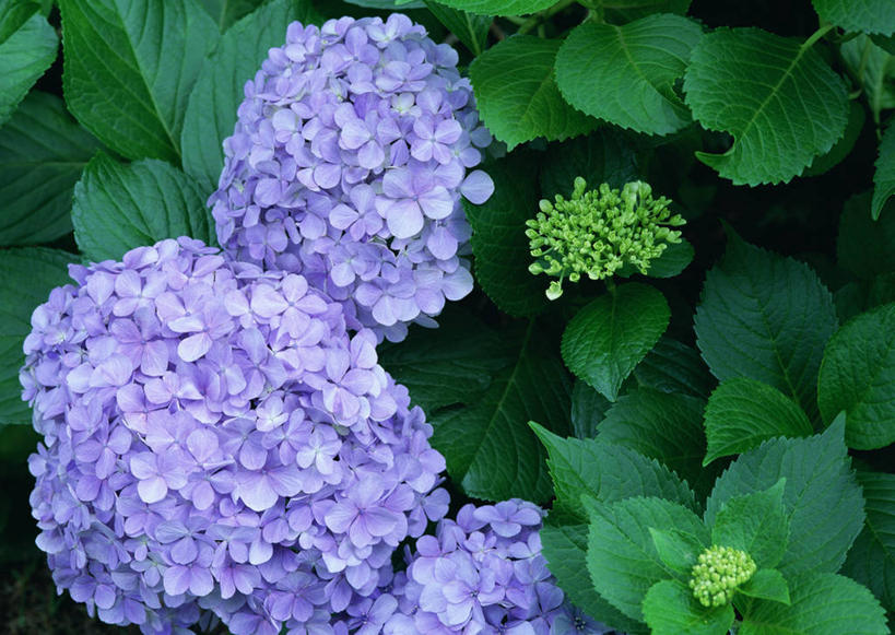 无人,横图,俯视,室外,特写,白天,旅游,度假,骄傲,美景,八仙花,叶子,东京,日本,亚洲,景观,绿叶,娱乐,紫色,自然,绣球花,享受,休闲,嫩叶,景色,放松,紫阳花,洋绣球,自然风光,东亚,本州,关东地方,本州岛,日本国,东京都,草绣球,斗球,七变化,粉团花,善变,日野市,日野,叶,叶片,彩图,高角度拍摄