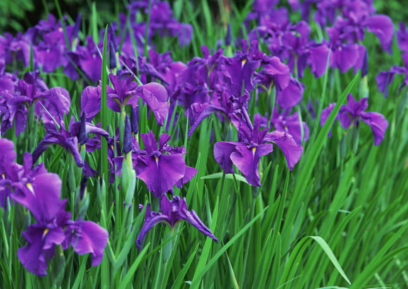 无人,横图,室外,特写,白天,正面,旅游,度假,草地,草坪,花海,花圃,美景,植物,叶子,东京,日本,亚洲,盛开,景观,草药,花蕾,娱乐,中药,草,花,花瓣,花朵,花卉,鲜花,绿色,紫色,自然,花丛,花束,花田,花苞,花蕊,青梅,享受,休闲,景色,放松,鸢尾,自然风光,药材,中草药,东亚,中药材,本草,本州,关东地方,本州岛,日本国,东京都,紫蝴蝶,蓝蝴蝶,乌鸢,扁竹花,彩图,多摩地方,多摩地区,多摩地域,青梅市,三多摩