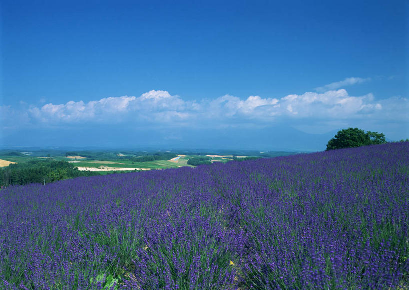 无人,横图,室外,白天,正面,爱情,旅游,度假,神秘,花海,花圃,美景,植物,叶子,北海道,日本,亚洲,盛开,地平线,景观,云,云朵,辽阔,地面,浪漫,花蕾,云彩,娱乐,花,花瓣,花朵,花卉,鲜花,树,树木,蓝色,绿色,紫色,白云,蓝天,天空,自然,香草,花丛,花束,花田,天,花苞,花蕊,薰衣草,享受,休闲,广阔,景色,放松,生长,晴朗,成长,一望无际,优美,庄重,高贵,消极,自然风光,延伸,呼吸,东亚,日本国,天地相交,北海道地方,北海道岛,灵香草,黄香草,上富良野町,奇迹,道北,冷色,无边无际,一马平川,孤寂,晴空,彩图,空知郡,上川综合振兴局,振兴局,上川支厅,奢华
