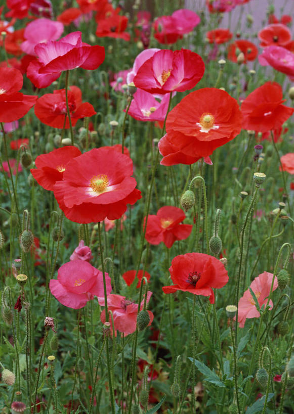 无人,竖图,俯视,室外,特写,白天,旅游,度假,花海,花圃,美景,植物,罂粟,叶子,北海道,日本,亚洲,朦胧,模糊,盛开,景观,草药,花蕾,娱乐,中药,花,花瓣,花朵,花卉,鲜花,红色,绿色,自然,花丛,花束,花田,花苞,花蕊,享受,休闲,景色,放松,毒品,自然风光,药材,中草药,东亚,中药材,本草,日本国,北海道地方,北海道岛,止痛,镇静,安眠,红罂粟,道北,罂粟花,米囊花,彩图,高角度拍摄,空知郡,南富良野町,上川综合振兴局,振兴局,上川支厅