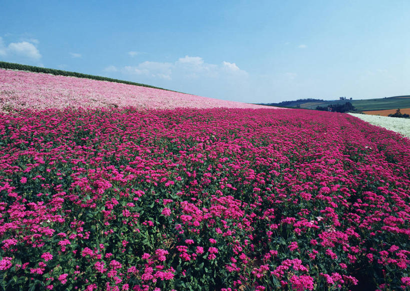 无人,横图,室外,白天,正面,旅游,度假,花海,花圃,美景,植物,叶子,北海道,日本,亚洲,阴影,盛开,光线,影子,景观,云,云朵,龙头花,花蕾,云彩,娱乐,花,花瓣,花朵,花卉,鲜花,蓝色,绿色,白云,蓝天,天空,阳光,自然,花丛,花束,花田,天,花苞,花蕊,享受,休闲,景色,放松,清纯,晴朗,金鱼草,吉祥,自然风光,善良,东亚,日本国,北海道地方,北海道岛,富良野,吉利,祥瑞,道北,富良野市,好运,晴空,彩图,上川支厅
