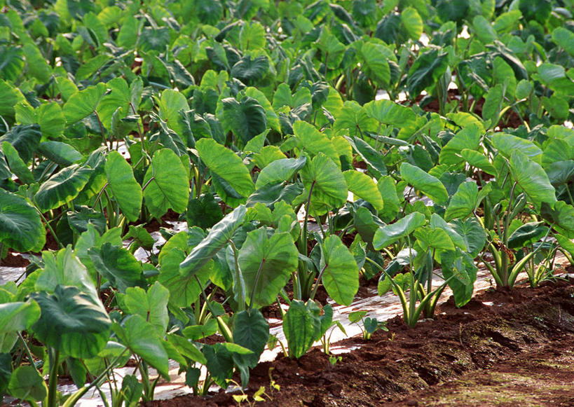 无人,农田,横图,俯视,室外,特写,白天,庄稼,农作物,美景,蔬菜,叶子,一排,丰富,丰收,新鲜,整齐,并列,并排,纹路,纹理,景观,泥土,土壤,芋头,食品,绿叶,丰盛,食物,排列,自然,嫩叶,毛芋,毛芋头,芋奶,景色,有机食品,绿色食品,队列,自然风光,平行,肌理,青芋,丰登,丰硕,芋子,叶,叶片,芋艿,彩图,高角度拍摄,耕地,庄稼田