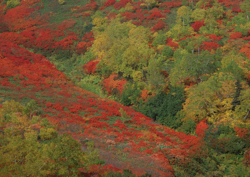 无人,公园,横图,俯视,航拍,室外,白天,旅游,度假,石头,美景,森林,山,山脉,树林,植物,北海道,日本,亚洲,石子,景观,山顶,山峰,山峦,娱乐,树,树木,绿色,自然,群山,享受,休闲,景色,放松,生长,成长,鸟瞰,自然风光,东亚,沉积岩,日本国,北海道地方,北海道岛,国立公园,颠峰,极峰,水成岩,石块,岩石,彩图,高角度拍摄,大雪山国立公园