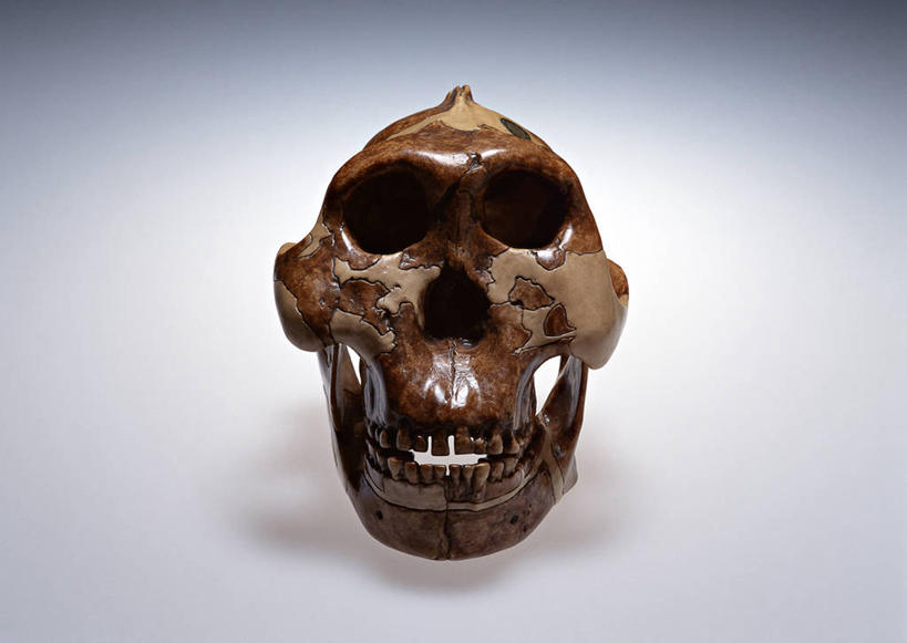 颅骨,无人,横图,室内,特写,白天,白色背景,正面,静物,一个,摄影,影棚,单个,鼻骨,顶骨,额骨,颈椎,颞骨,下颌骨,颧骨,头盖骨,半身,彩图,影棚拍摄,拍摄