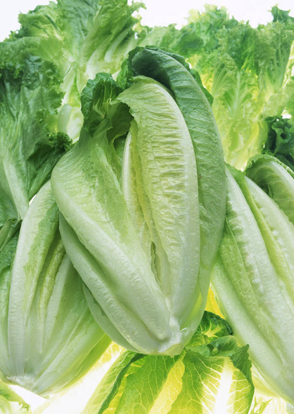 无人,竖图,俯视,室内,特写,白天,白色背景,植物,桌面,桌子,蔬菜,叶子,一堆,许多,阴影,堆叠,堆积,新鲜,反射,木制,纹理,影子,生菜,莴苣,食品,绿叶,很多,食物,绿色,木制品,嫩叶,摄影,有机食品,绿色食品,影棚,堆,肌理,春菜,鹅仔菜,莴仔菜,千金菜,叶用莴苣,叶,叶片,叶脉,彩图,高角度拍摄,影棚拍摄,拍摄,罗马生菜