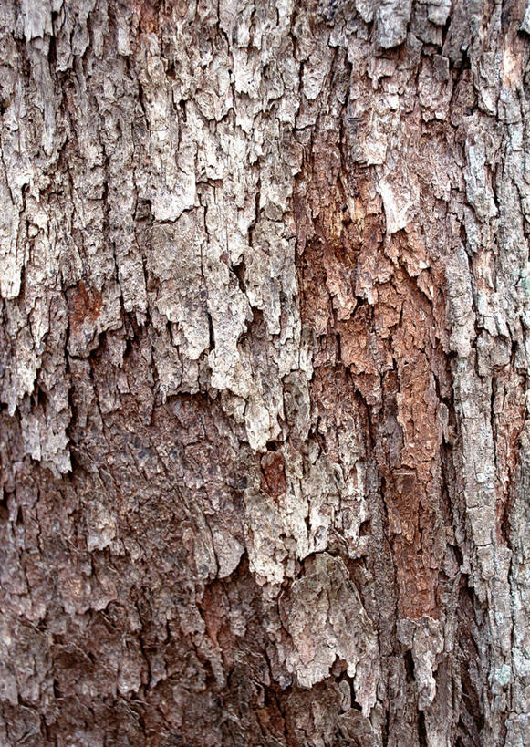 无人,竖图,室内,特写,白天,正面,植物,纹路,纹理,树桩,树,树干,树木,绿色,自然,木桩,生长,成长,橡树,肌理,沼生橡树,彩图