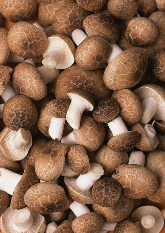 无人,竖图,俯视,室内,特写,白天,蔬菜,一堆,许多,阴影,堆叠,堆积,新鲜,反射,影子,菌菇,食品,很多,菌类,平菇,食物,食用菌,有机食品,绿色食品,堆,姬菇,糙皮侧耳,侧耳,黑牡丹菇,彩图,高角度拍摄