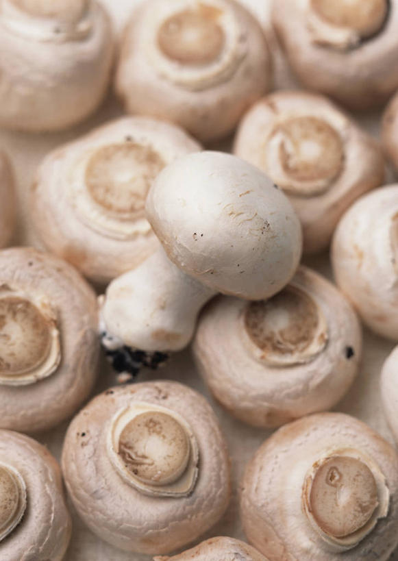 无人,竖图,俯视,室内,特写,白天,蔬菜,一堆,许多,阴影,堆叠,堆积,新鲜,反射,影子,菌菇,蘑菇,食品,很多,菌类,食物,白色,食用菌,有机食品,绿色食品,堆,白蘑菇,洋蘑菇,草腐菌,二孢蘑菇,双孢蘑菇,彩图,高角度拍摄