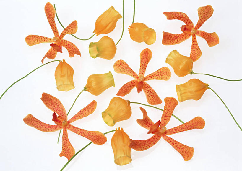 无人,横图,俯视,室内,特写,白天,白色背景,幸福,百合花,盛开,辉煌,花蕾,花,花瓣,花朵,鲜花,花苞,花蕊,温暖,橙色,摄影,活泼,影棚,华丽,暖色,温情,强瞿,炽热,响亮,跃动,宫灯百合,甜蜜,百合蒜,倒仙,番韭,山丹,彩图,高角度拍摄,影棚拍摄,愉快,拍摄,灯笼百合,宫灯花,圣诞百合