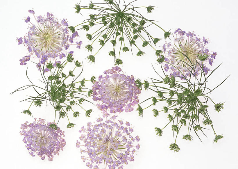 无人,横图,俯视,室内,特写,白天,白色背景,智慧,许多,盛开,蕾丝花,很多,花蕾,花,花瓣,花朵,鲜花,紫色,花苞,花蕊,摄影,影棚,白雪花,理性,彩图,高角度拍摄,影棚拍摄,拍摄,白缎带花,雪珠花