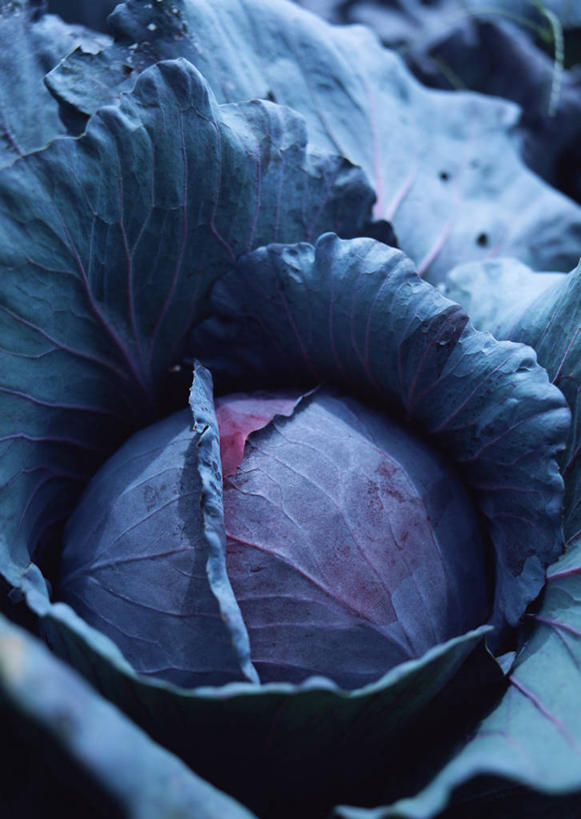 无人,农田,竖图,俯视,室外,特写,白天,庄稼,农作物,植物,蔬菜,椰菜,卷心菜,叶子,阴影,新鲜,光线,纹理,影子,食品,绿叶,食物,绿色,阳光,嫩叶,甘蓝,有机食品,绿色食品,肌理,甘蓝菜,叶,叶片,叶脉,结球甘蓝,甘兰,包心菜,彩图,高角度拍摄,耕地,庄稼田