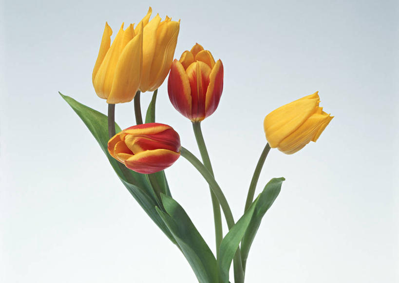 无人,横图,室内,特写,白天,白色背景,正面,爱情,郁金香,叶子,五朵,盛开,绿叶,祝福,花蕾,花,花瓣,花朵,鲜花,黄色,花苞,花蕊,橙色,嫩叶,摄影,影棚,表白,荣誉,永恒,叶,叶片,郁香,洋荷花,草麝香,彩图,影棚拍摄,拍摄