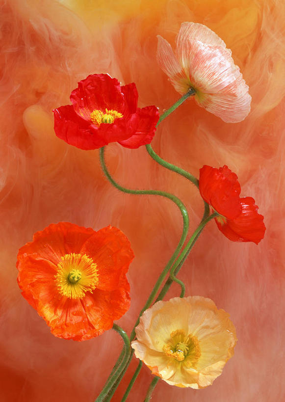 无人,竖图,室内,特写,白天,正面,植物,罂粟,盛开,草药,花蕾,中药,花,花瓣,花朵,鲜花,粉色,黄色,红色,花苞,花蕊,毒品,药材,中草药,中药材,本草,止痛,镇静,安眠,罂粟花,米囊花,彩图