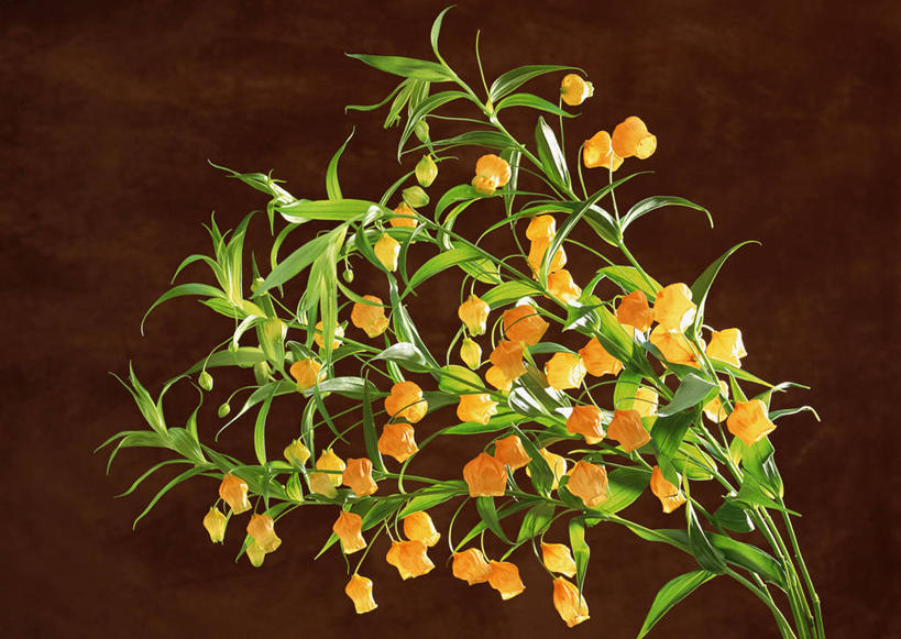 无人,横图,室内,特写,白天,正面,智慧,百合花,叶子,艺术,装饰,盛开,绿叶,花蕾,文化,花,花瓣,花朵,鲜花,插花,花苞,花蕊,嫩叶,摄影,影棚,褐色背景,华丽,修饰,插花艺术,点缀,创造,创作,想象,强瞿,衬托,美观,雅致,雅观,宫灯百合,百合蒜,倒仙,番韭,山丹,叶,叶片,彩图,影棚拍摄,拍摄,灯笼百合,宫灯花,圣诞百合