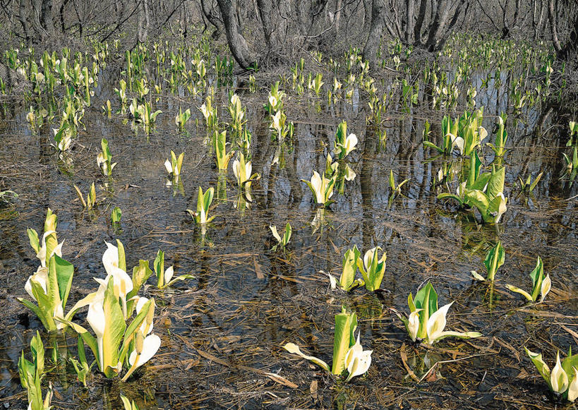 无人,横图,室外,白天,正面,旅游,度假,花海,花圃,美景,植物,叶子,北海道,日本,亚洲,盛开,池塘,景观,水池,草药,药草,花蕾,娱乐,中药,花,花瓣,花朵,花卉,鲜花,绿色,倒影,自然,花丛,花束,花田,花苞,花蕊,享受,休闲,景色,放松,倒映,有毒,自然风光,药材,中草药,东亚,中药材,本草,日本国,北海道地方,北海道岛,臭菘,反照,彩图