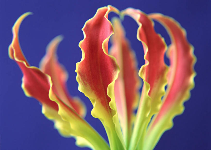 无人,横图,俯视,室内,特写,白天,智慧,蓝色背景,艺术,装饰,盛开,花蕾,文化,花,花瓣,花朵,鲜花,一朵,红色,插花,花苞,花蕊,摄影,影棚,华丽,修饰,插花艺术,嘉兰,点缀,创造,创作,想象,衬托,美观,雅致,雅观,荣耀,荣光,彩图,高角度拍摄,影棚拍摄,拍摄,变色兰