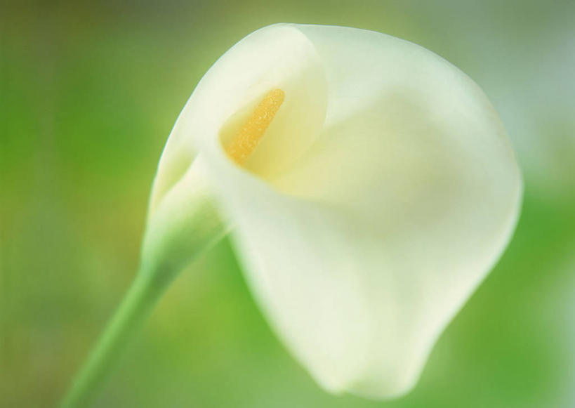 无人,横图,室内,特写,白天,正面,纯洁,马蹄莲,绿色背景,朦胧,模糊,盛开,花蕾,花,花瓣,花朵,鲜花,虔诚,一朵,白色,花苞,花蕊,摄影,影棚,希望,优雅,高贵,纯净,马蹄兰,博爱,永恒,尊贵,高洁,慈菇花,圣洁,水芋,水芋马,彩图,影棚拍摄,拍摄