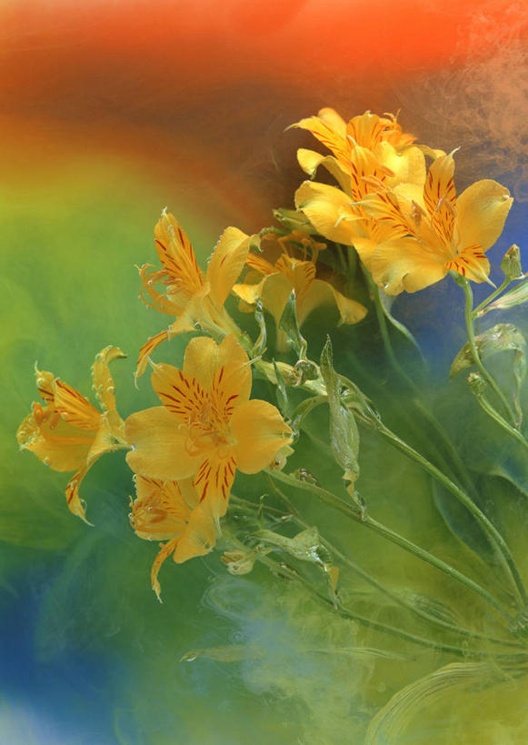 无人,竖图,室内,特写,白天,正面,六出花,叶子,朦胧,模糊,盛开,绿叶,花蕾,花,花瓣,花朵,鲜花,黄色,花苞,花蕊,嫩叶,水仙百合,秘鲁百合,叶,叶片,彩图