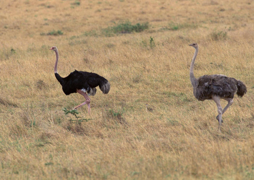 无人,走,横图,室外,白天,侧面,旅游,度假,美景,植物,鸟,鸵鸟,非洲,肯尼亚,枯萎,鸟类,景观,枯草,注视,娱乐,草,黄色,自然,观察,看,两只,享受,休闲,景色,放松,观看,察看,国家公园,关注,自然风光,阿非利加洲,肯尼亚共和国,马赛马拉国家公园,美洲鸵鸟,美洲鸵,步行,散步,走路,彩图,全身