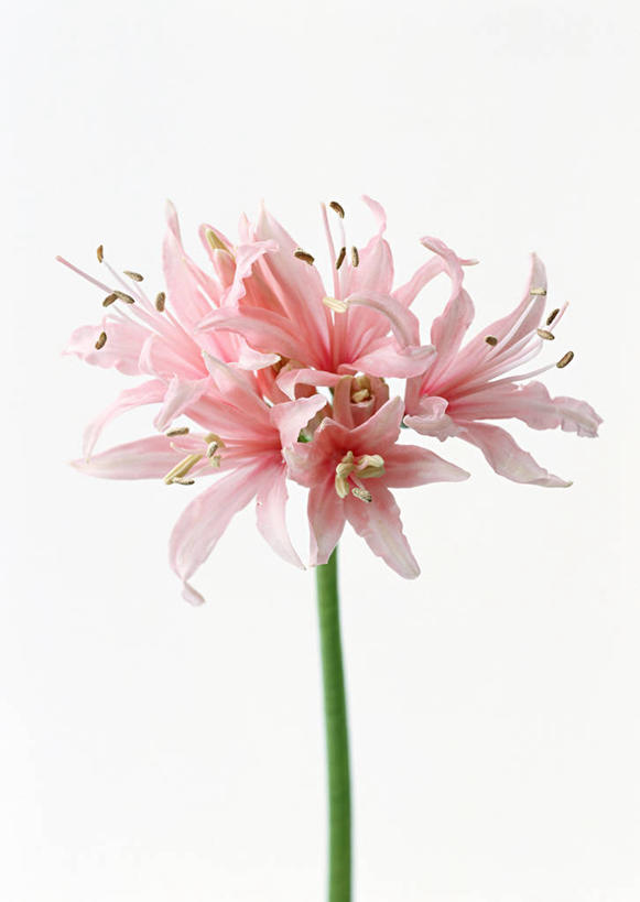 无人,竖图,室内,特写,白天,白色背景,正面,百合花,盛开,花蕾,花,花瓣,花朵,鲜花,一朵,粉色,花苞,花蕊,摄影,影棚,强瞿,百合蒜,倒仙,番韭,山丹,彩图,影棚拍摄,拍摄