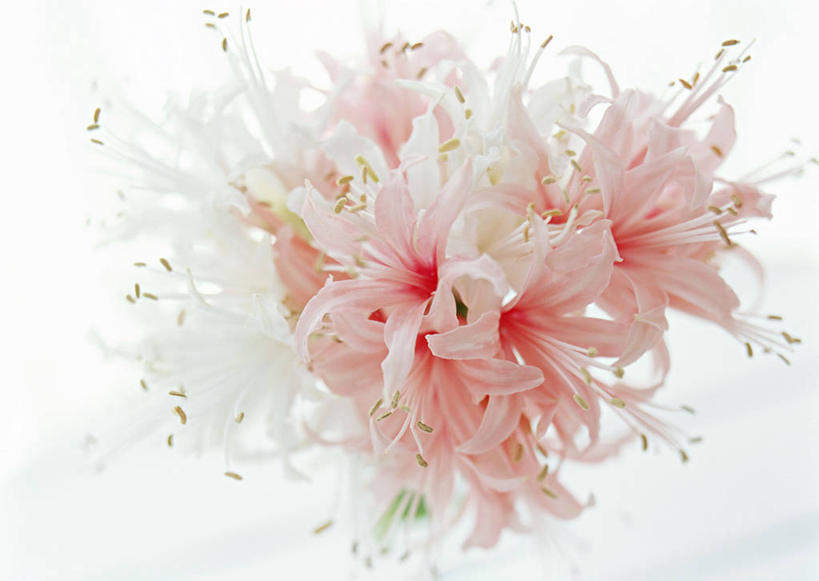 无人,横图,室内,特写,白天,白色背景,正面,百合花,盛开,花蕾,花,花瓣,花朵,鲜花,一朵,粉色,花苞,花蕊,摄影,影棚,强瞿,百合蒜,倒仙,番韭,山丹,彩图,影棚拍摄,拍摄