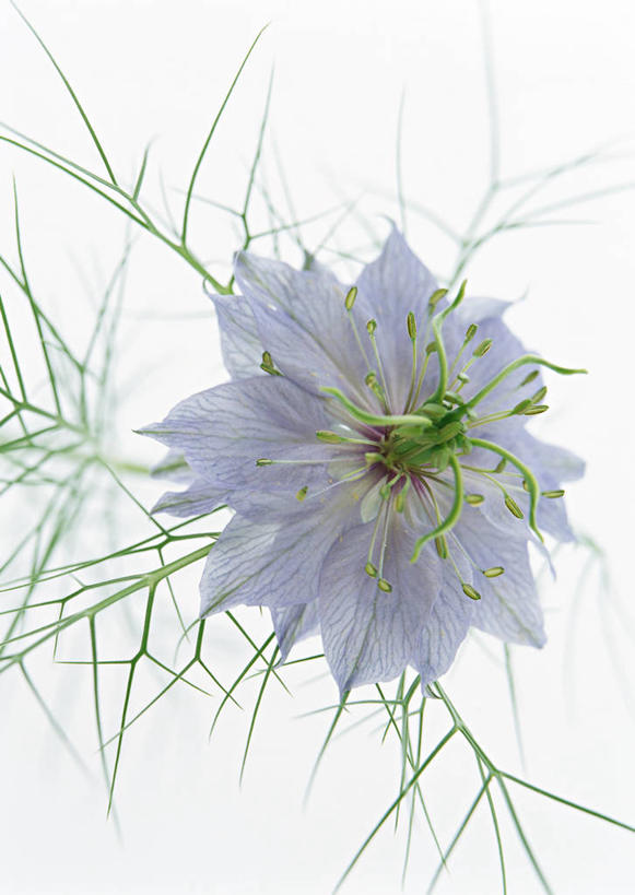 无人,竖图,室内,特写,白天,白色背景,正面,阴影,盛开,反射,影子,黑种草,花蕾,花,花瓣,花朵,鲜花,一朵,紫色,花苞,花蕊,摄影,影棚,黑子草,思念,彩图,影棚拍摄,拍摄