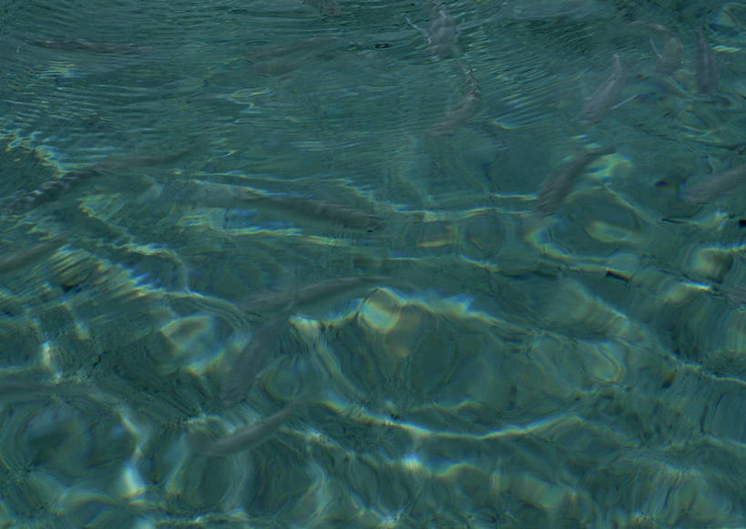 无人,横图,俯视,室外,特写,白天,阴影,波纹,新鲜,光线,液体,影子,涟漪,绿色,倒影,水纹,阳光,波浪,青春,倒映,生命,和平,安详,水晕,冷色,反照,彩图,高角度拍摄