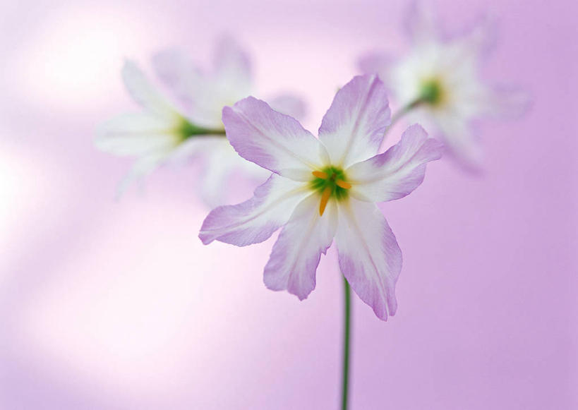 无人,横图,室内,特写,白天,正面,三朵,阴影,紫色背景,朦胧,模糊,盛开,反射,影子,花蕾,花,花瓣,花朵,鲜花,紫色,花苞,花蕊,摄影,影棚,彩图,影棚拍摄,拍摄